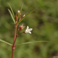 Scleromitrion diffusum (Willd.) R.J.Wang